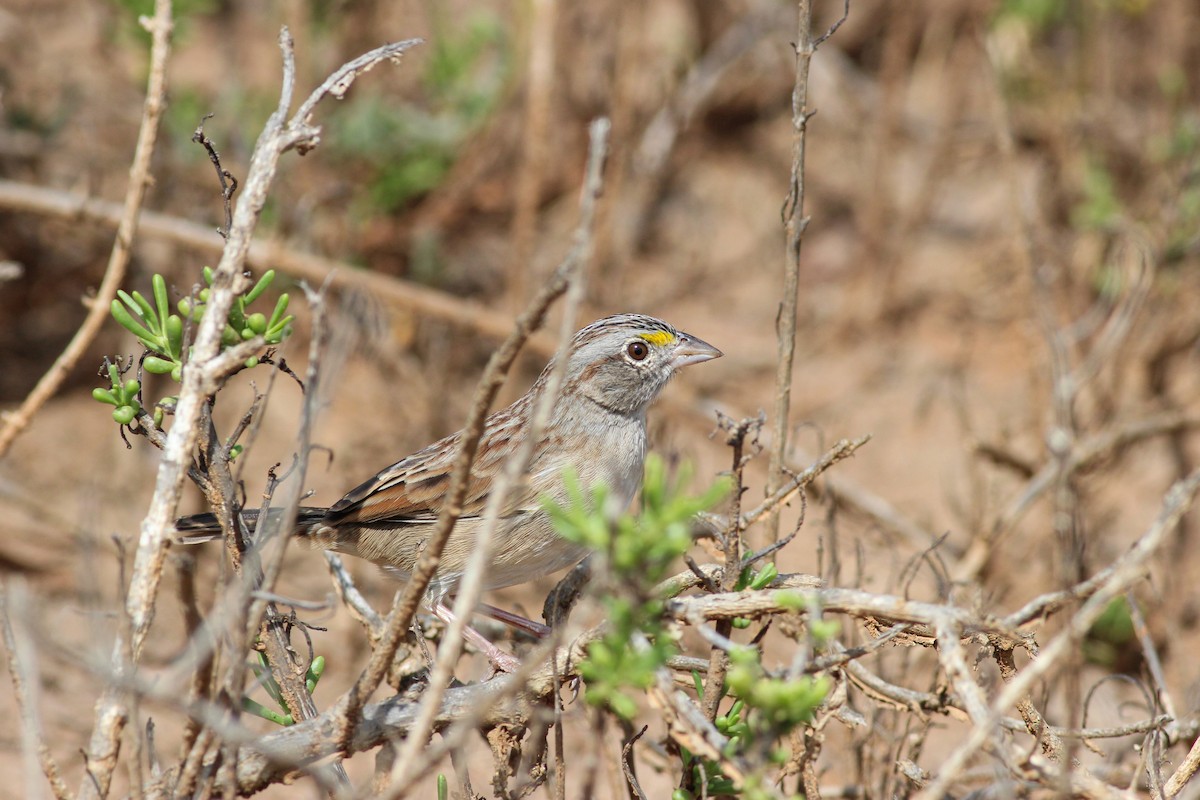 Grassland Sparrow - ML615712073