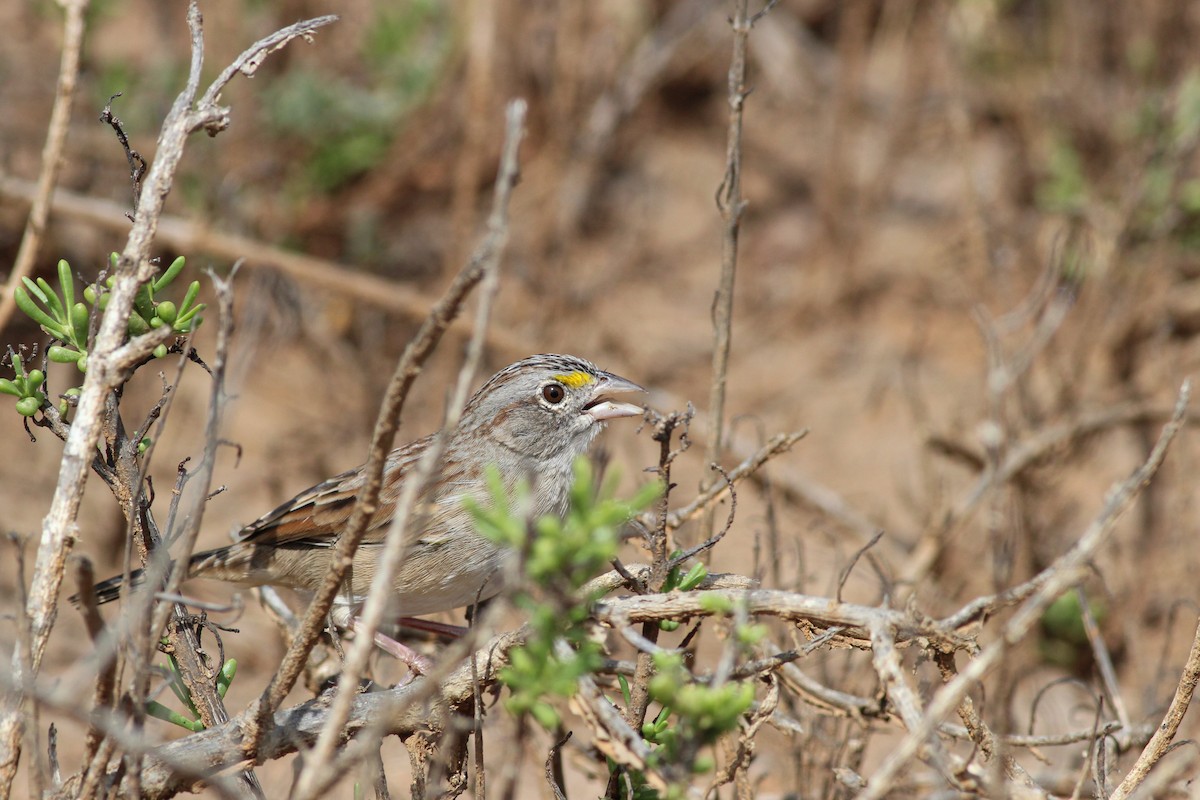 Grassland Sparrow - ML615712090