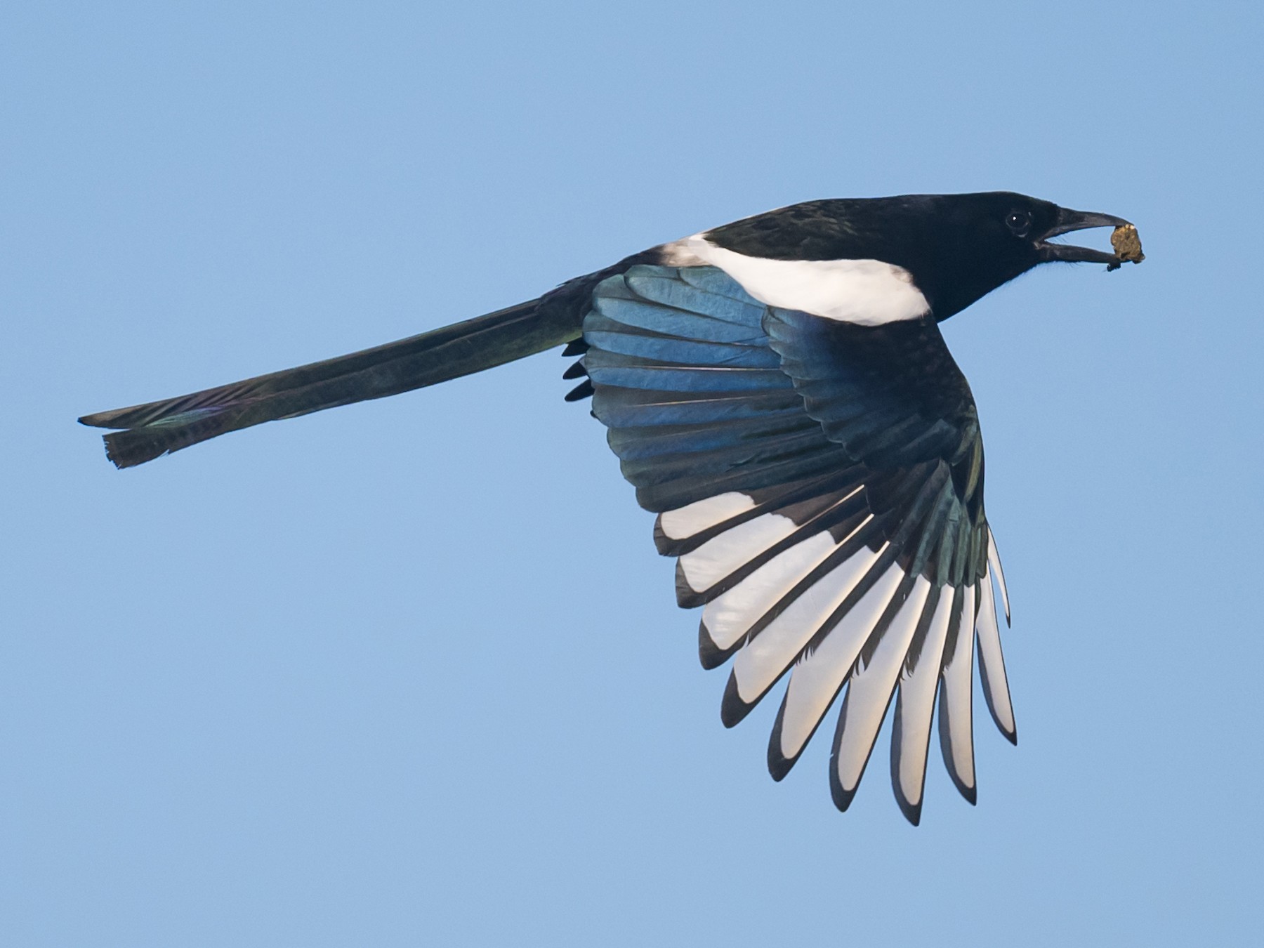 Oriental Magpie - eBird