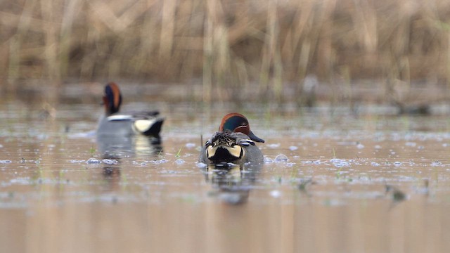 Green-winged Teal - ML615712110