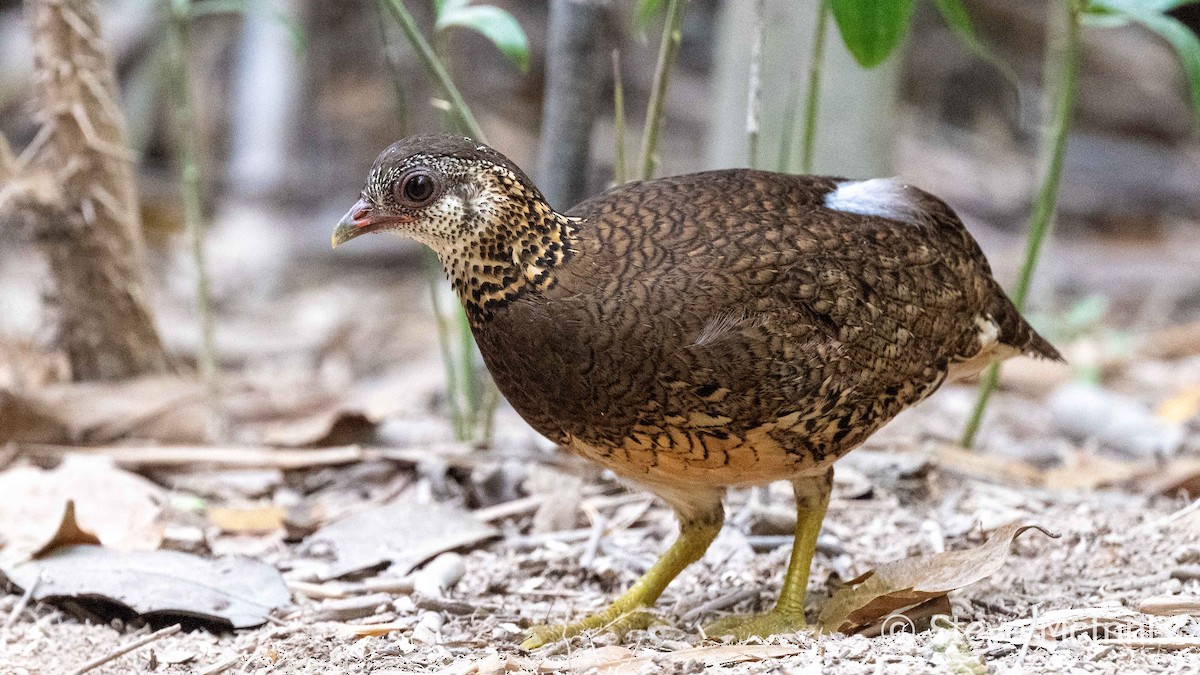 Scaly-breasted Partridge (Green-legged) - ML615712527