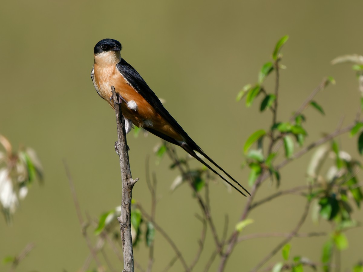 Rufous-chested Swallow - ML615712614