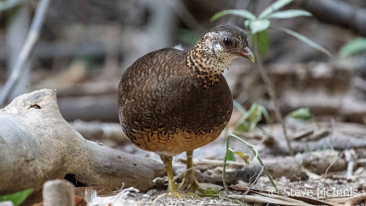 Scaly-breasted Partridge (Green-legged) - ML615712702