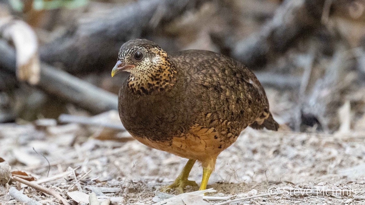 Scaly-breasted Partridge (Green-legged) - ML615712816