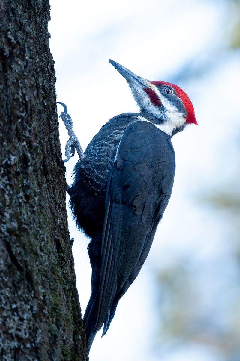 Pileated Woodpecker - ML615712856