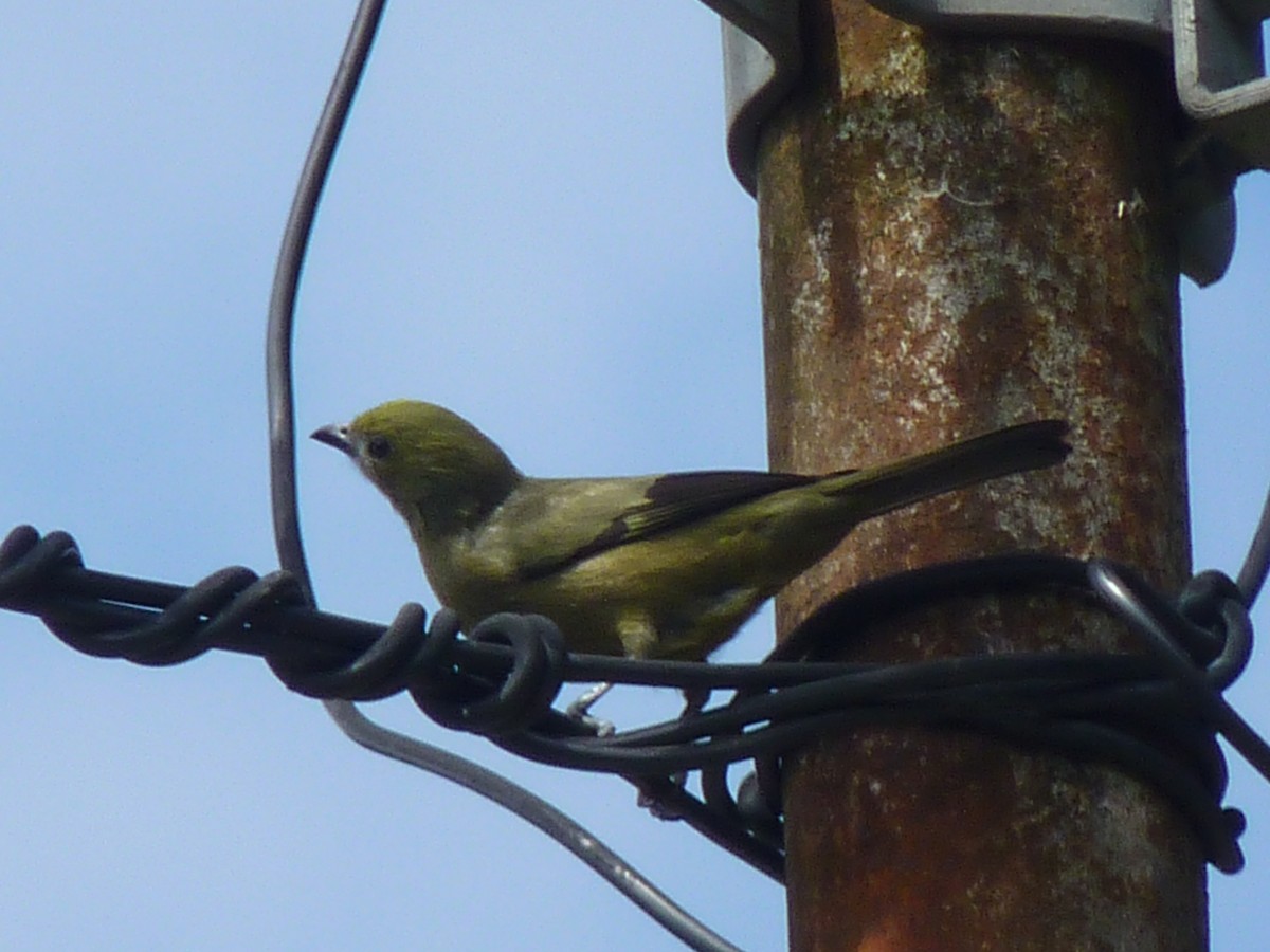 Palm Tanager - ML615712867