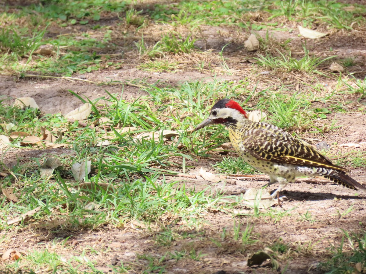 Green-barred Woodpecker (Golden-breasted) - ML615712936