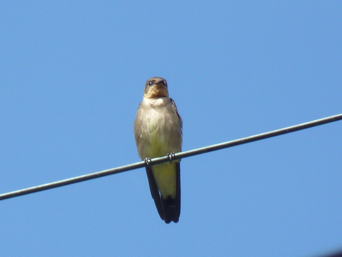 Southern Rough-winged Swallow - ML615712946