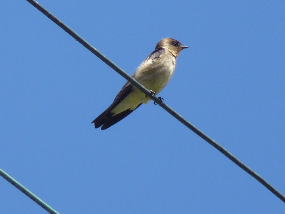 Southern Rough-winged Swallow - ML615712947