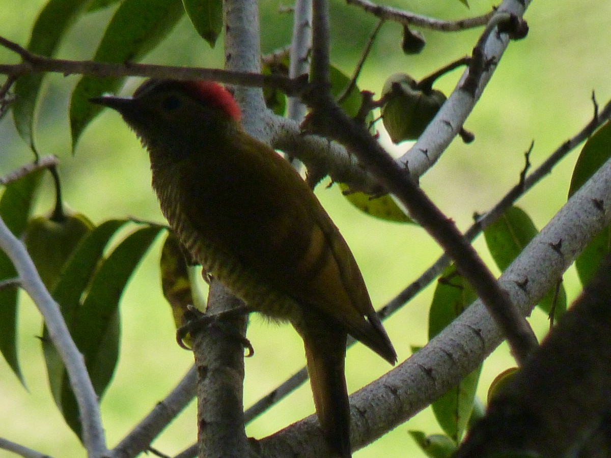 Golden-olive Woodpecker - ML615713071