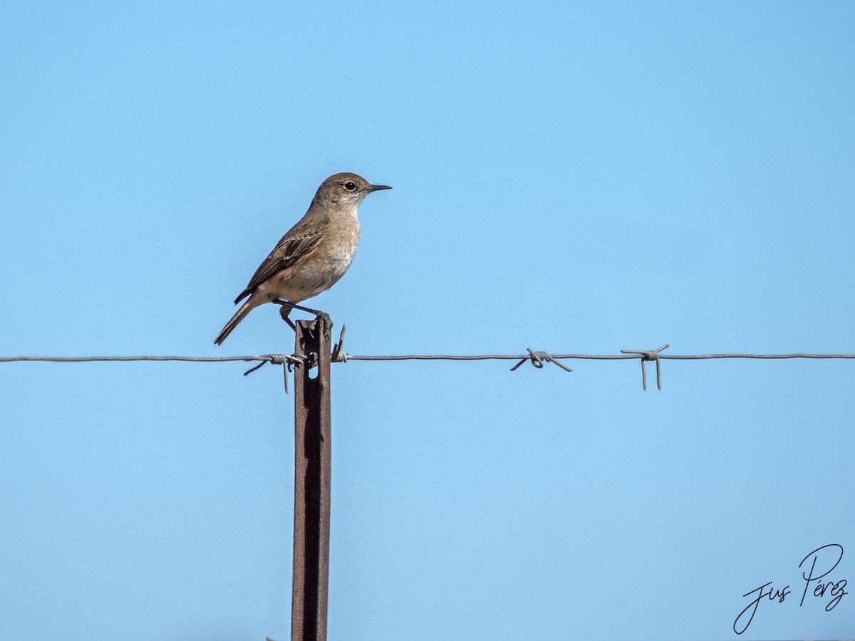 Sickle-winged Chat - ML615713575