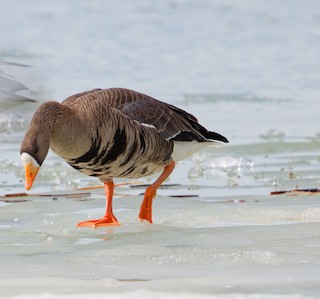 Greater White-fronted Goose, ML615713774