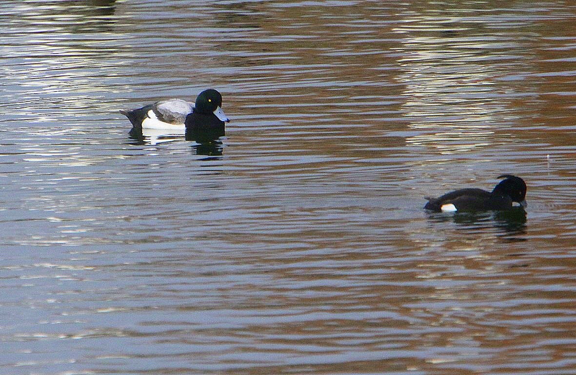 Greater Scaup - ML615713825