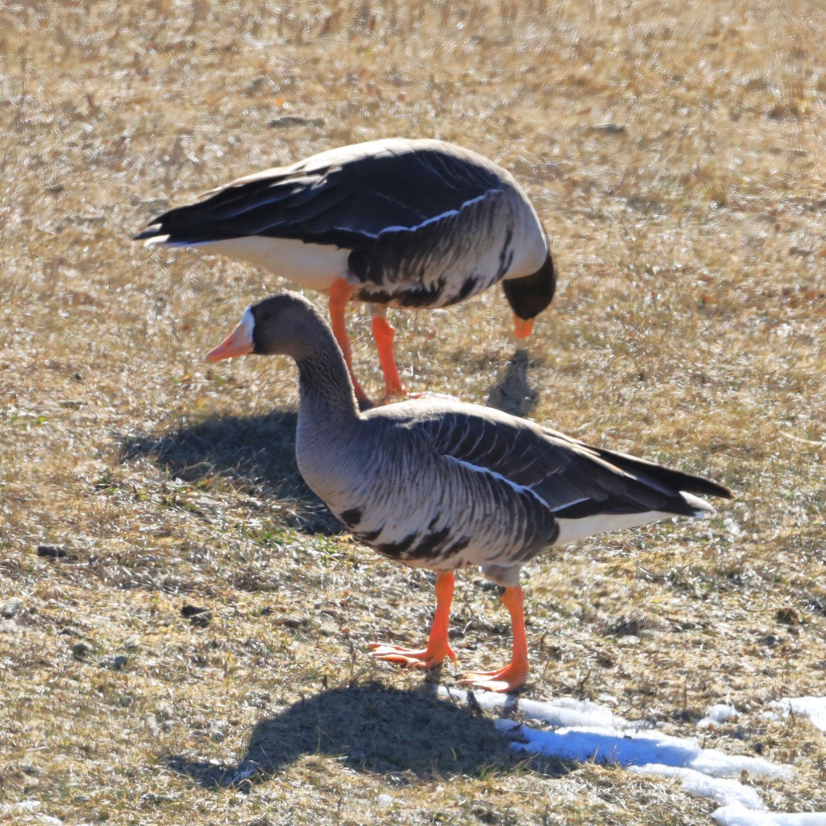 Greater White-fronted Goose - ML615714312