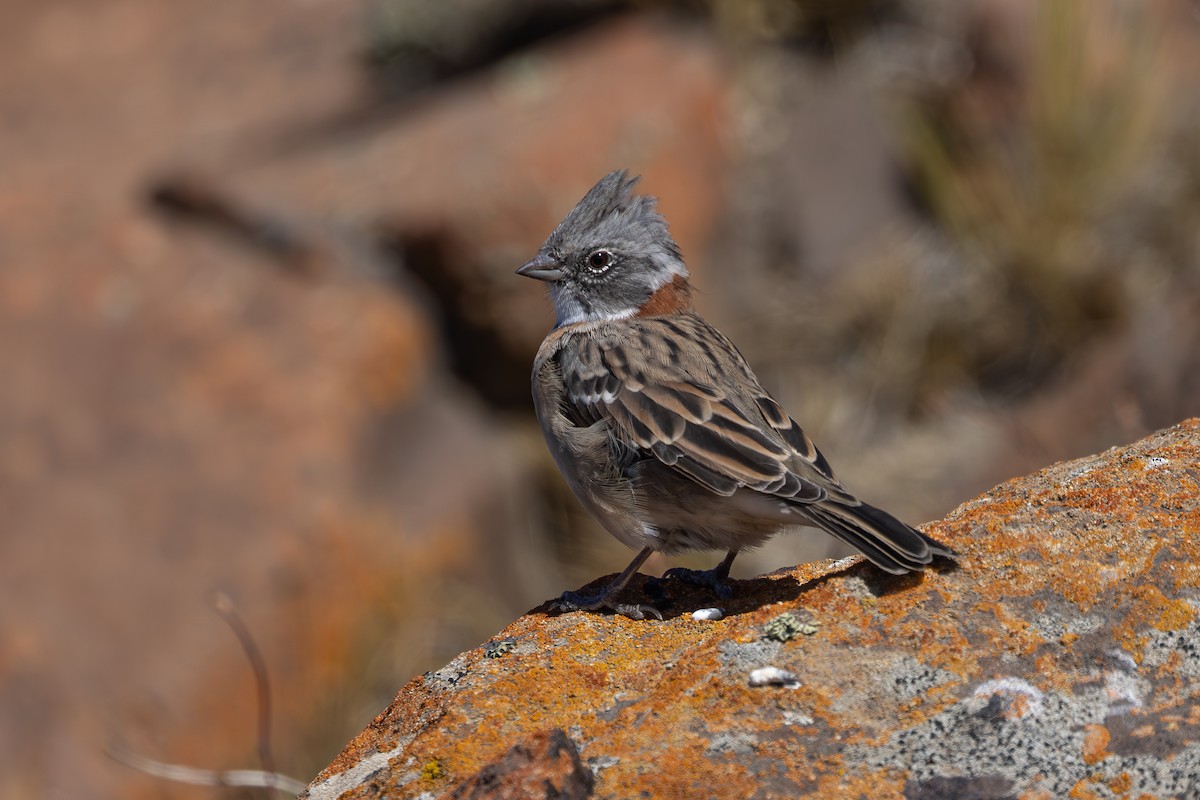 Rufous-collared Sparrow (Patagonian) - ML615714333