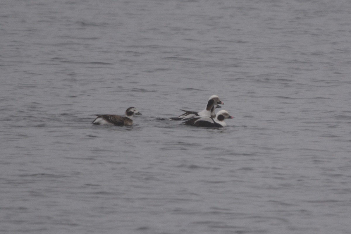 Long-tailed Duck - ML615714418