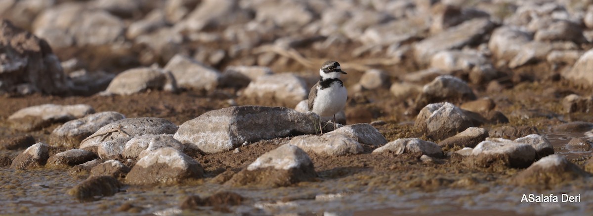 Little Ringed Plover (curonicus) - ML615714526