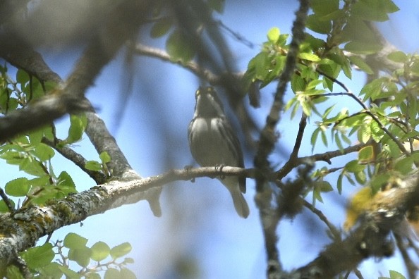 Black-throated Gray Warbler - ML615714599