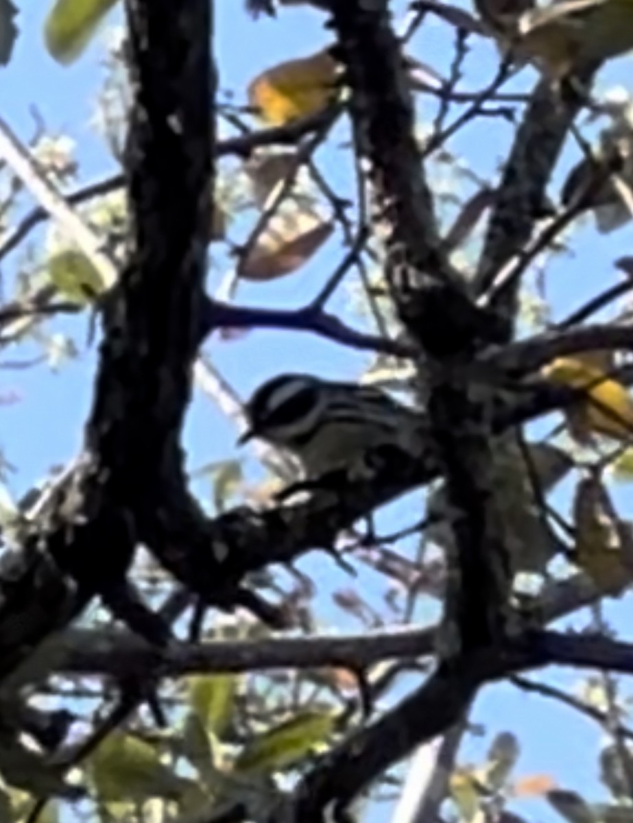 Black-throated Gray Warbler - ML615714601