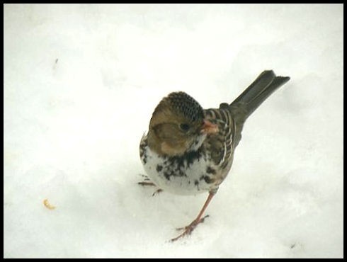 Harris's Sparrow - Muskoka Bird Records Data