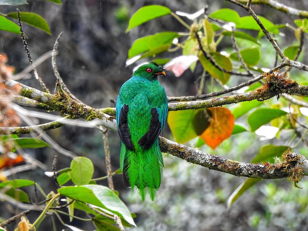 Crested Quetzal - ML615715149