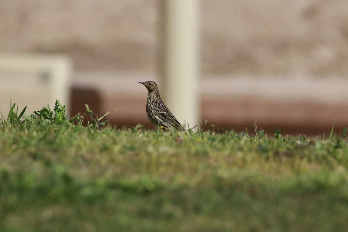 Red-throated Pipit - ML615715193
