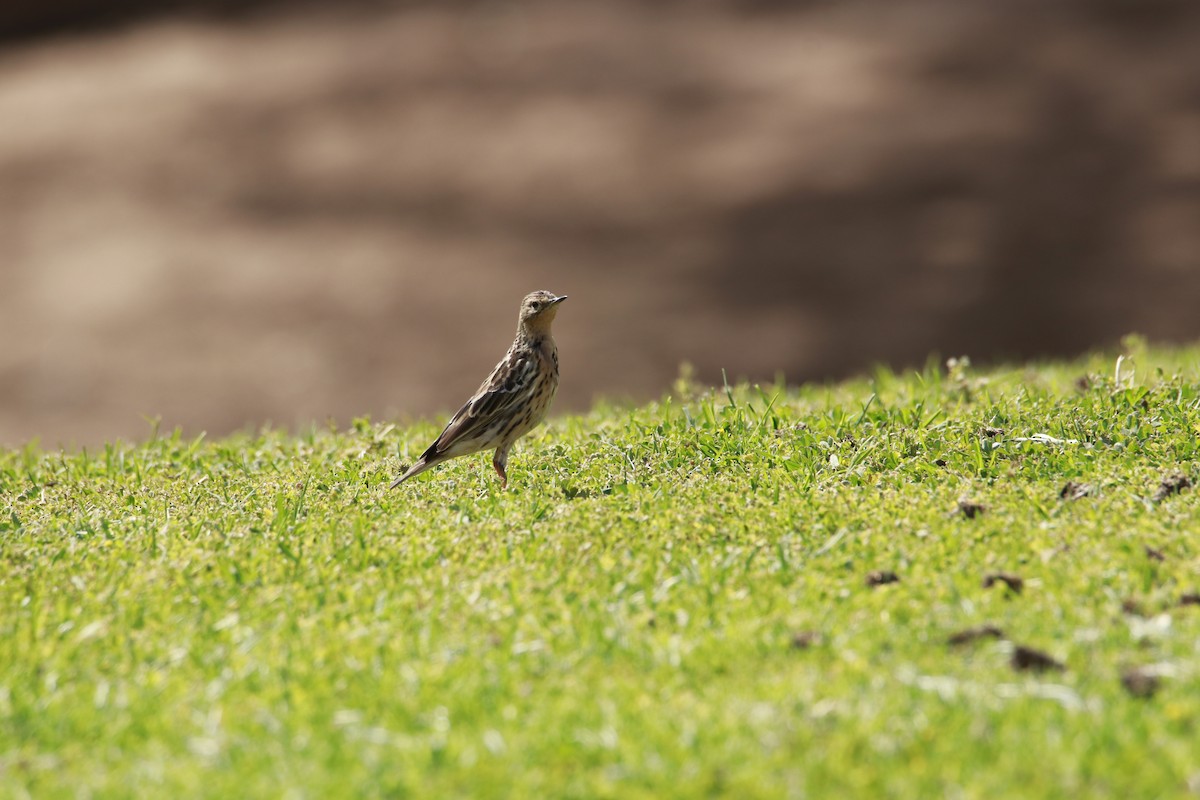 Red-throated Pipit - ML615715194