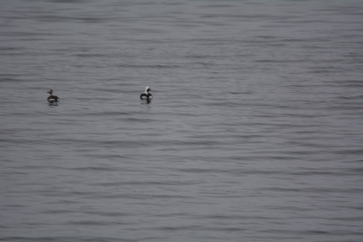 Long-tailed Duck - Andrea Drake