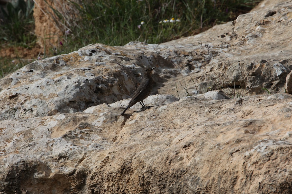 Rufous-tailed Rock-Thrush - Rene Ritsema