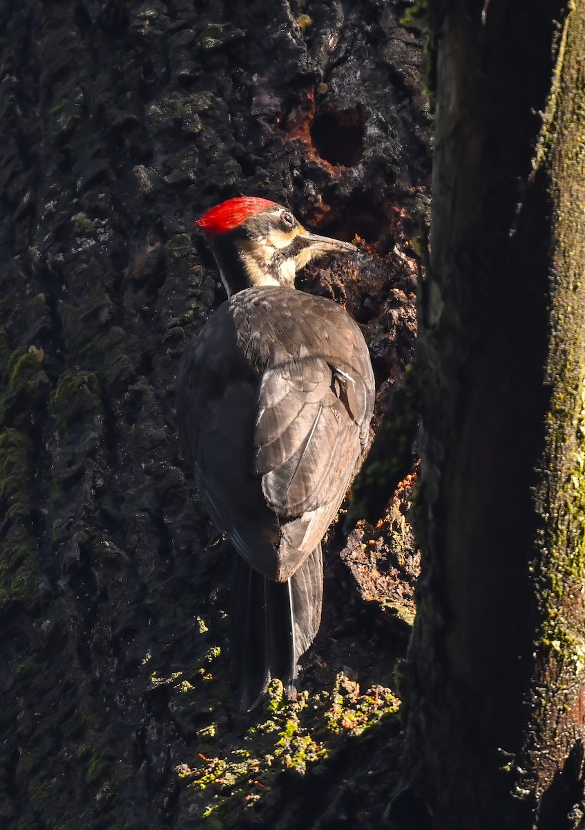 Pileated Woodpecker - ML615715340