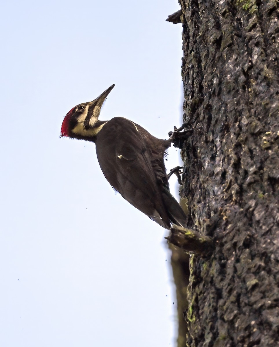 Pileated Woodpecker - ML615715341