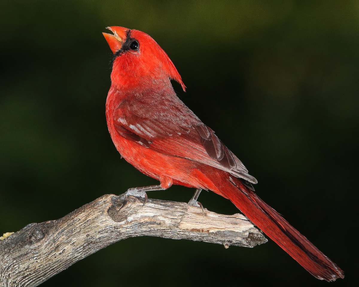 Cardinal rouge - ML615715564