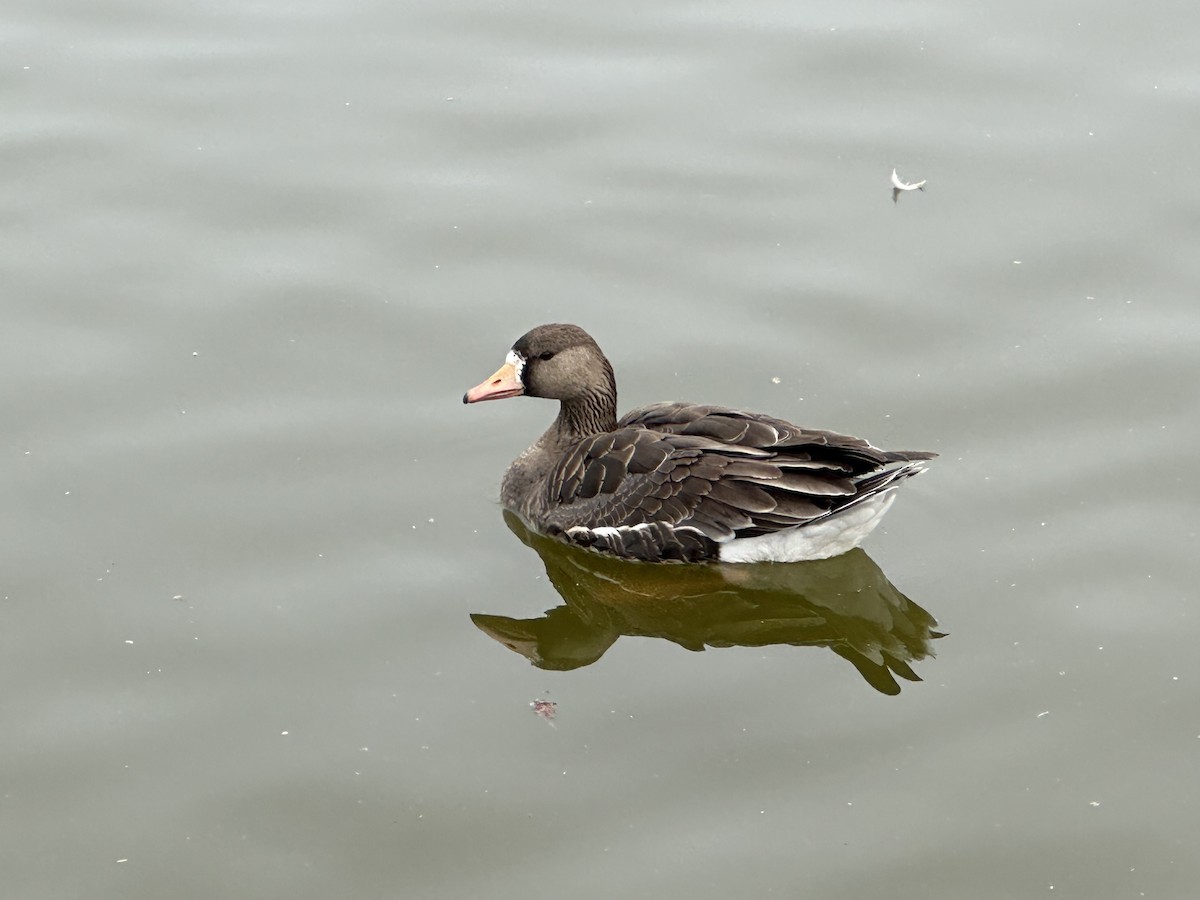 Greater White-fronted Goose - ML615715617