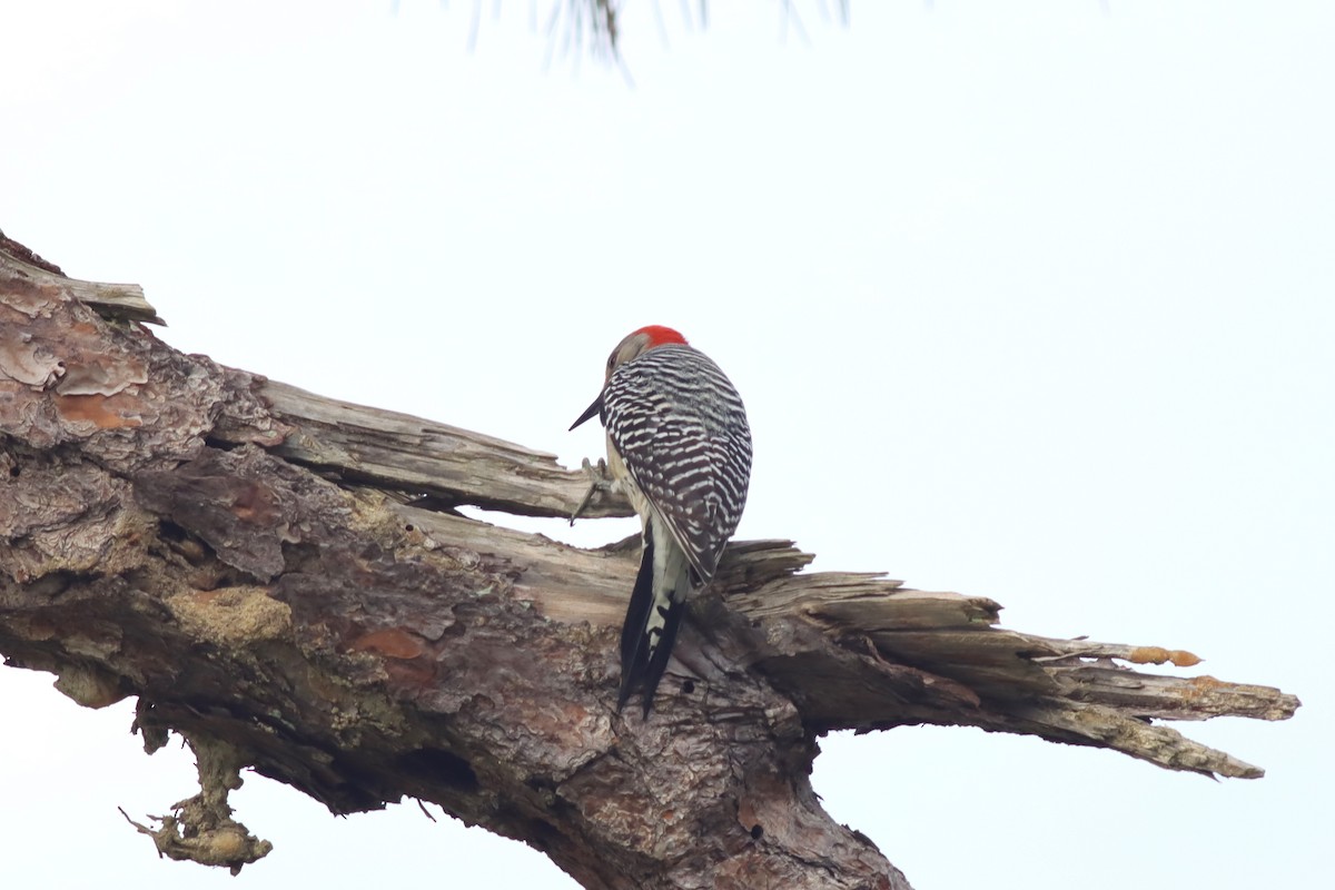 Red-bellied Woodpecker - ML615715629