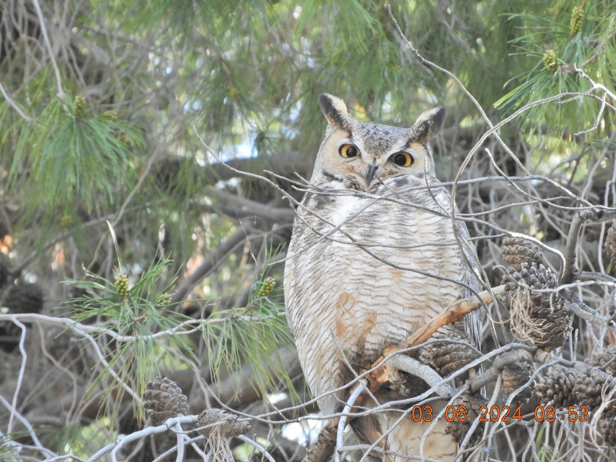 Great Horned Owl - ML615715729