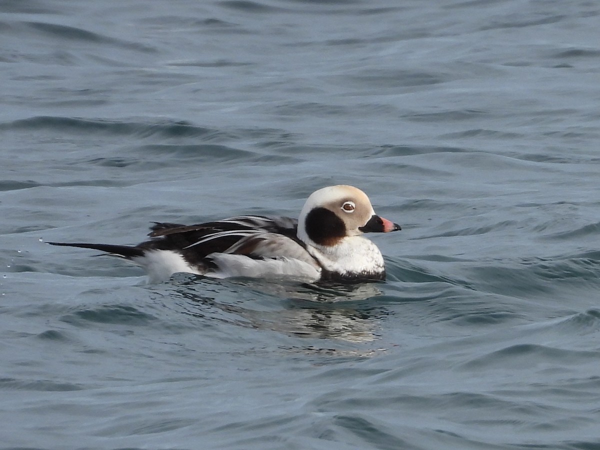 Long-tailed Duck - ML615715909