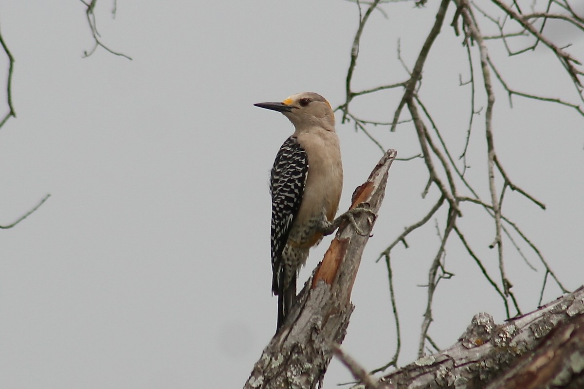 Golden-fronted Woodpecker - ML615715961