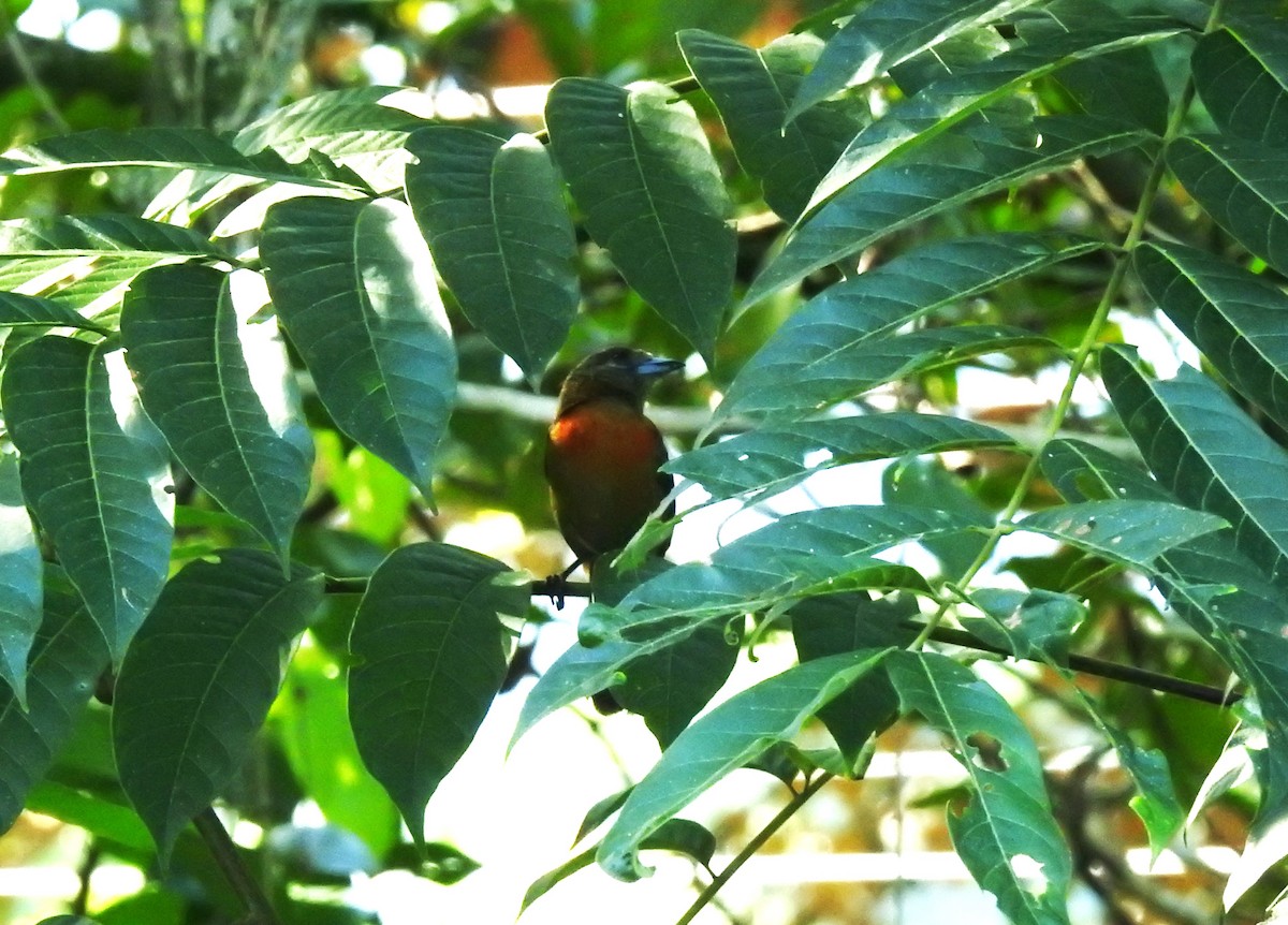 Scarlet-rumped Tanager - ML615715976