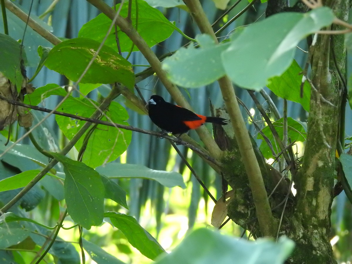 Scarlet-rumped Tanager - ML615715977