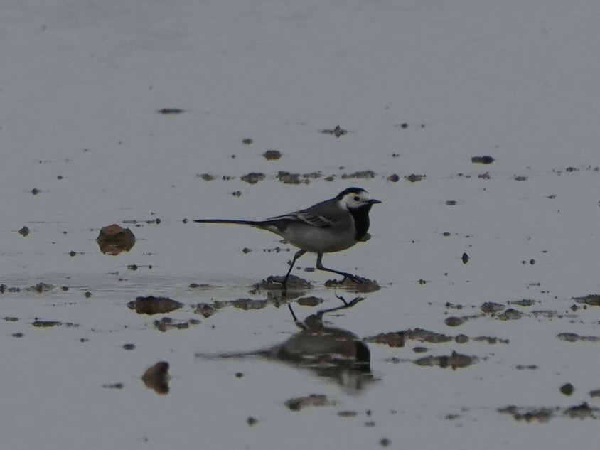 White Wagtail - Michael Walter