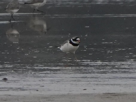 Common Ringed Plover - ML615716785