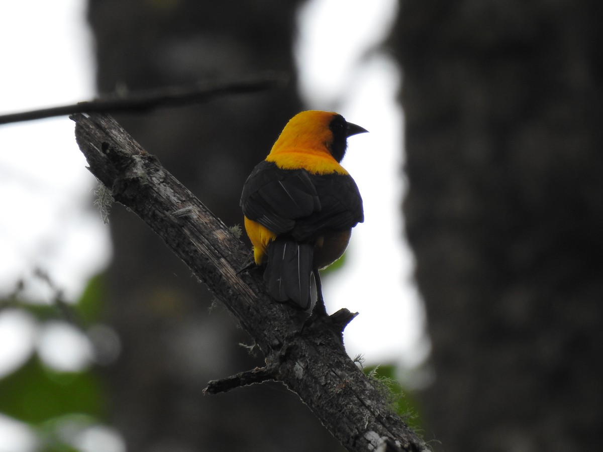 Yellow-backed Oriole - Justin Harris