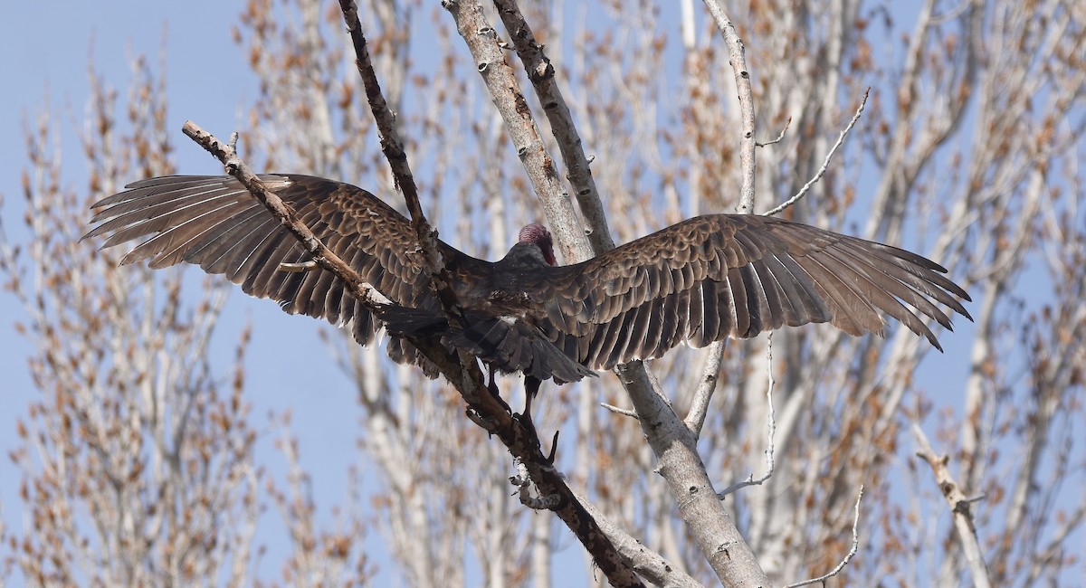 Turkey Vulture - ML615717170