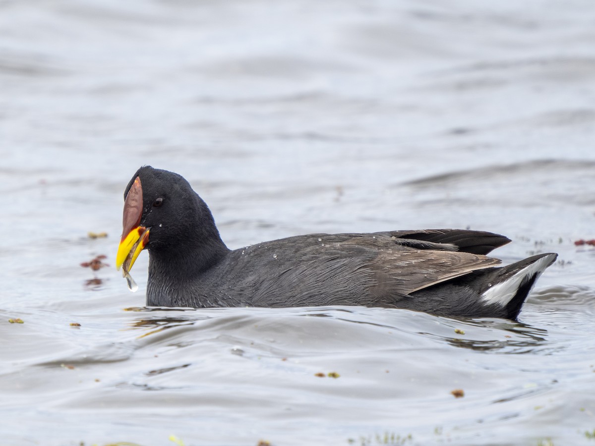 Red-fronted Coot - ML615717349