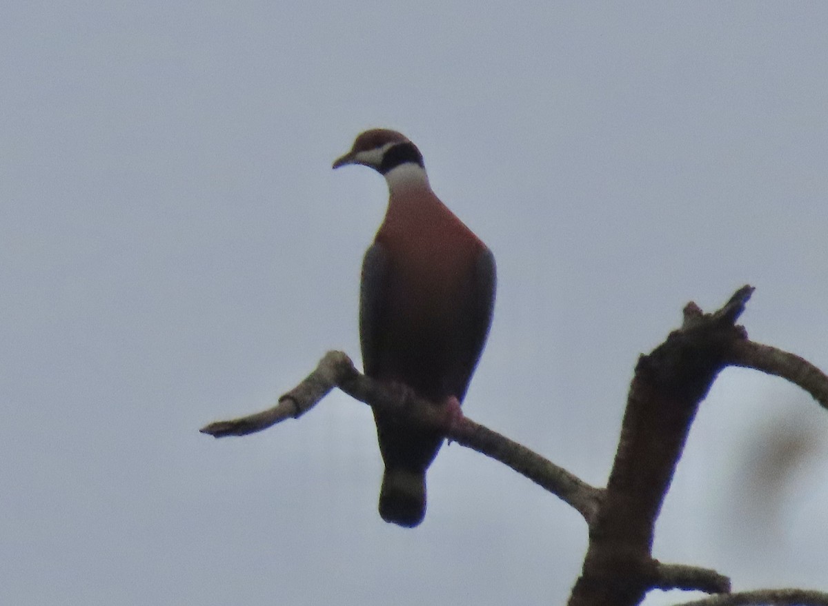 Collared Imperial-Pigeon - ML615717433