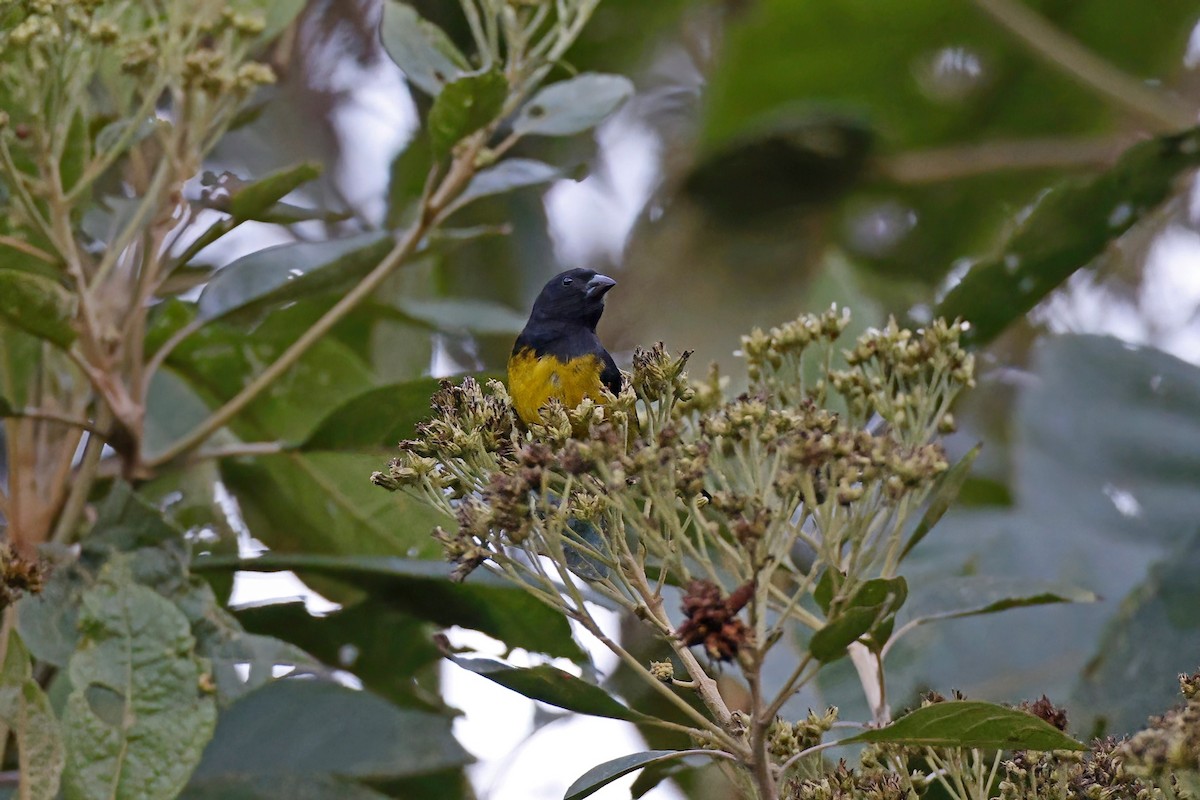 Black-and-gold Tanager - ML615717517
