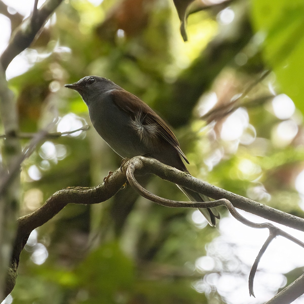 Andean Solitaire (plumbeiceps) - ML615717542