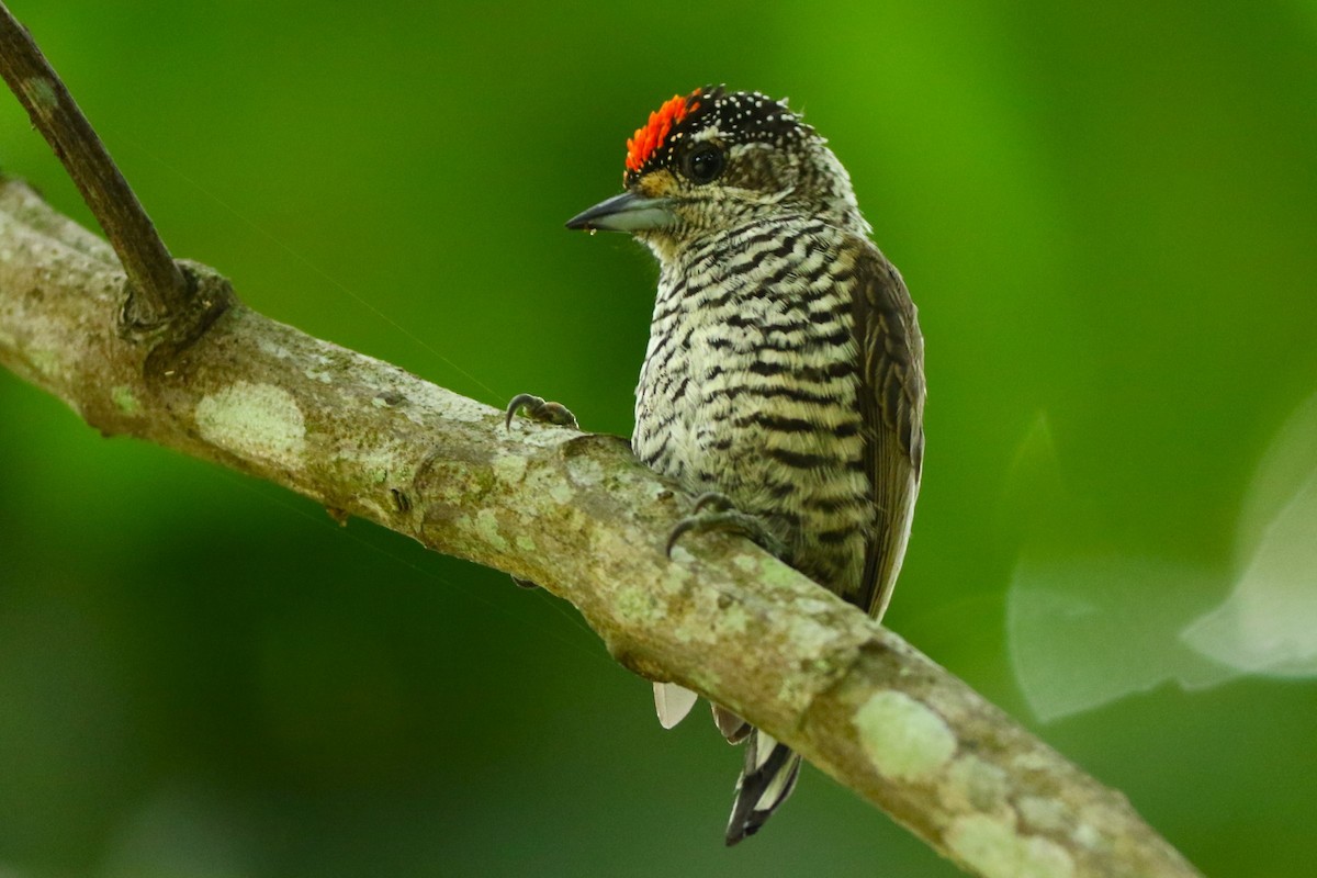White-barred Piculet - Dietmar PETRAUSCH