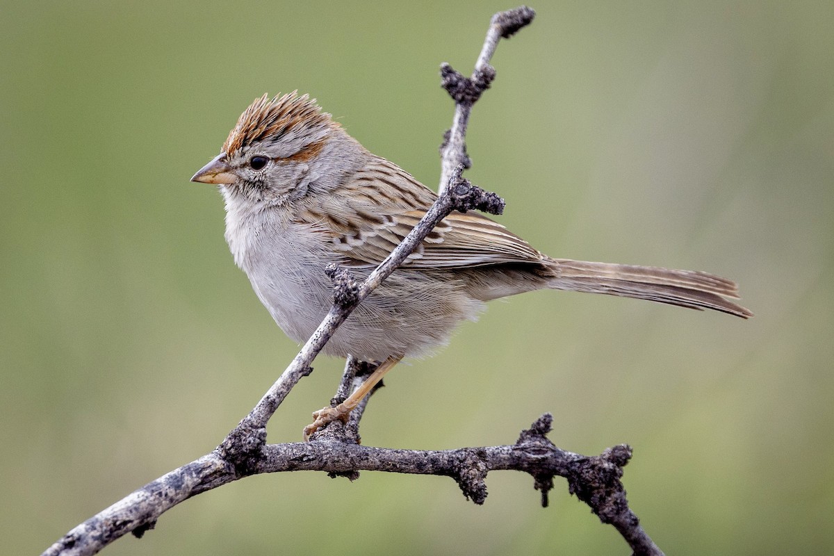 Rufous-winged Sparrow - ML615718144