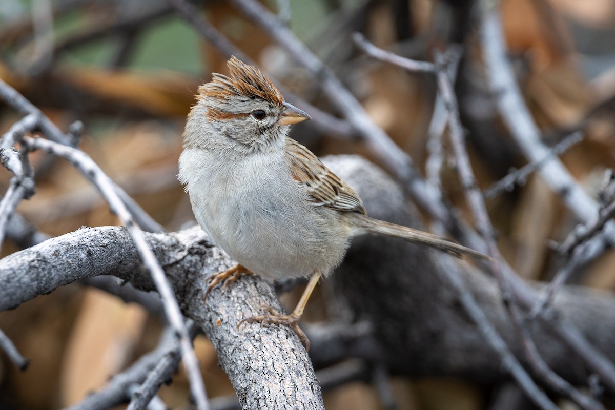 Rufous-winged Sparrow - ML615718145